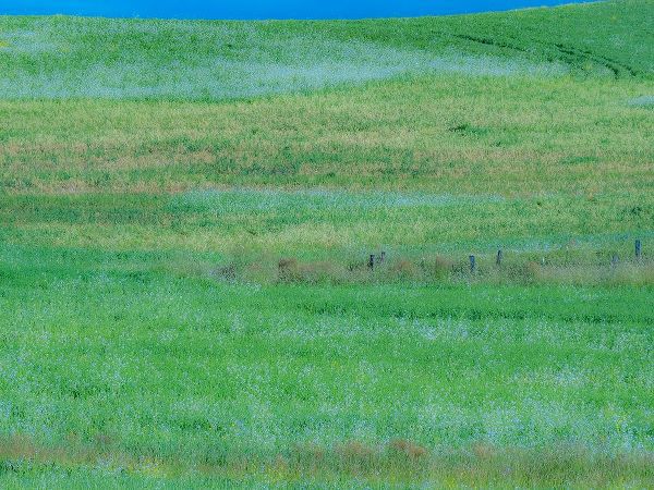 Gulin, Sylvia 아티스트의 USA-Washington State-Palouse grass fields that were not being farmed작품입니다.